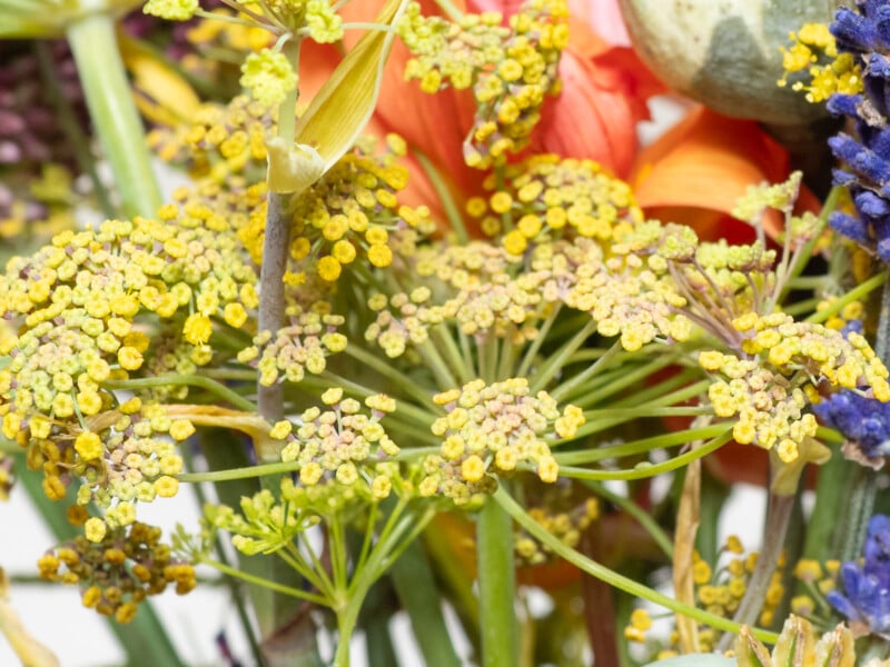A close-up of yellow yarrow flowers with small, clustered blooms, surrounded by green stems and leaves, and hints of orange and purple flowers in the background.