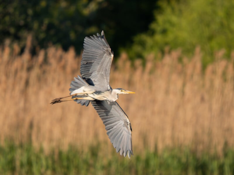 A grey heron with outstretched wings flies gracefully over tall, blurred reeds and greenery in the background on a sunny day.