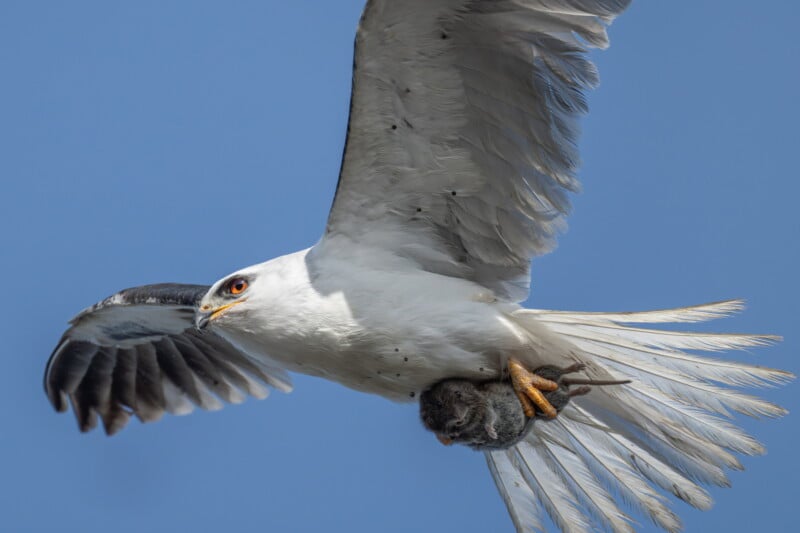 A white bird of prey with striking yellow eyes soars in the sky, clutching a small dark animal in its talons, with wings spread wide against a clear blue background.
