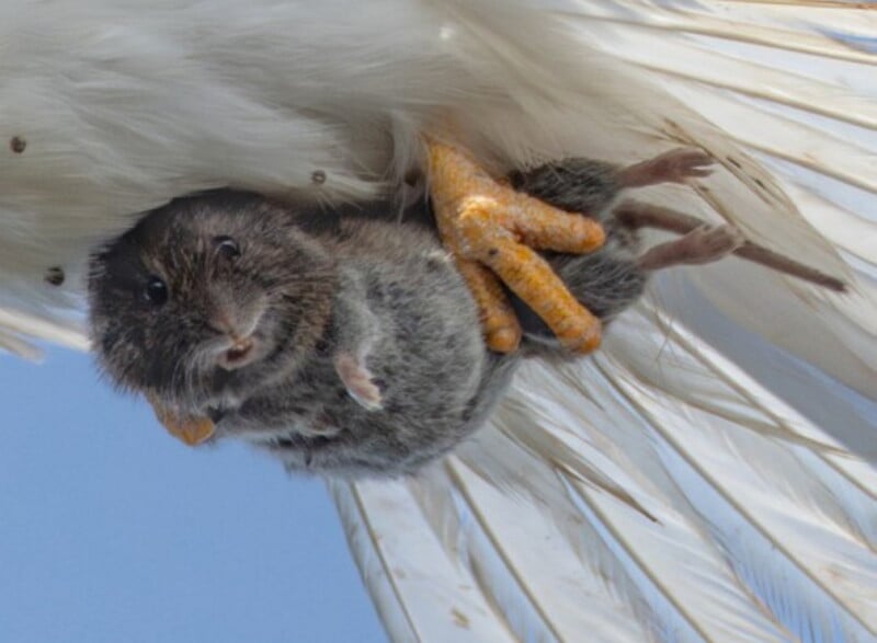 A small gray rodent is caught in the yellow talons of a white bird, partially hidden by the bird’s wing feathers against a blue sky.