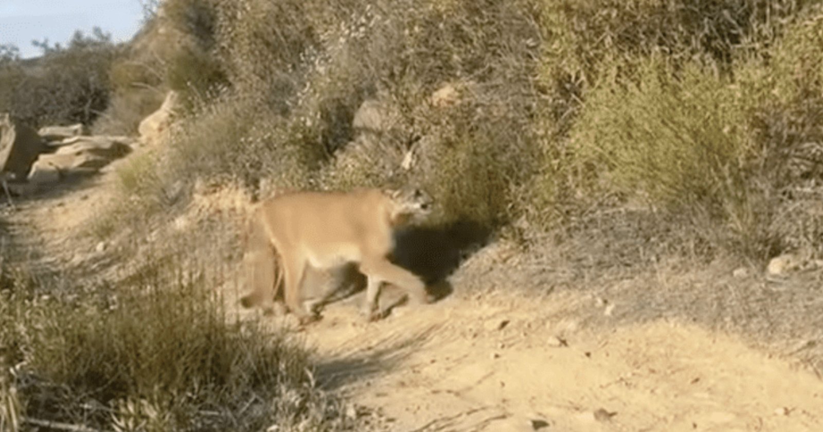 Hiker Films ‘Amazing and Terrifying’ Close Encounter with Mountain Lion