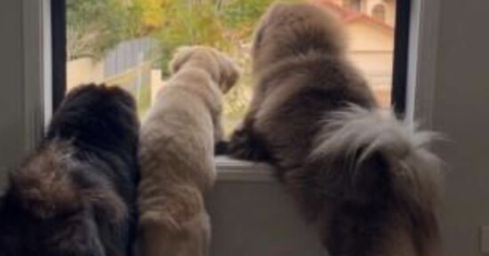 Three fluffy dogs stand with their front paws on a windowsill, looking outside. The view shows greenery and a house in the background.