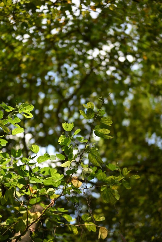 Sunlight filters through lush green leaves on tree branches, creating dappled light and shadow in a forest setting. The background is filled with more green foliage and a glimpse of blue sky.