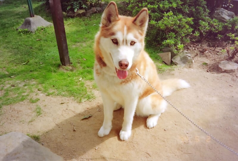 A brown and white Siberian Husky with blue eyes sits on a dirt path, looking at the camera with its tongue out. The dog is on a leash, surrounded by green grass and bushes.