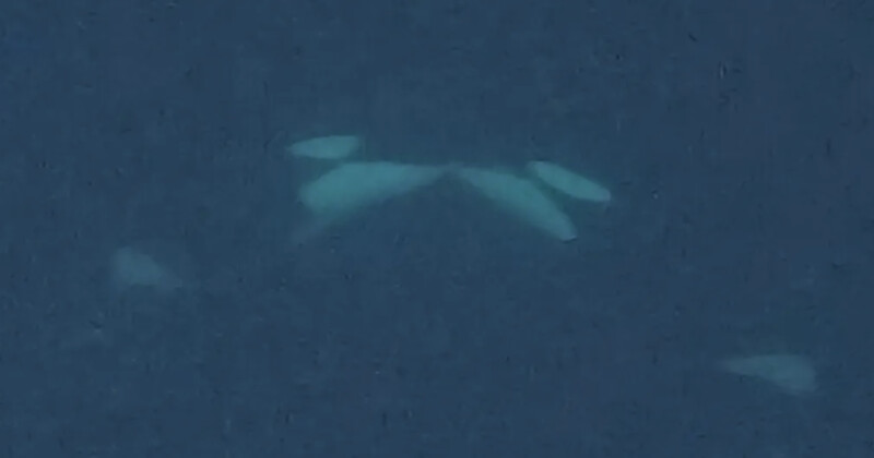 Aerial view of a white beluga whale swimming just below the surface of dark blue water, with its fins and body faintly visible.