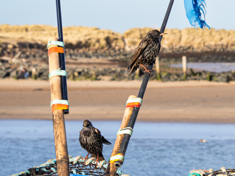 Two starlings with speckled feathers perch on wooden poles wrapped with rope near a body of water, with sandy dunes and rocks visible in the background. A blue flag is attached to one pole.