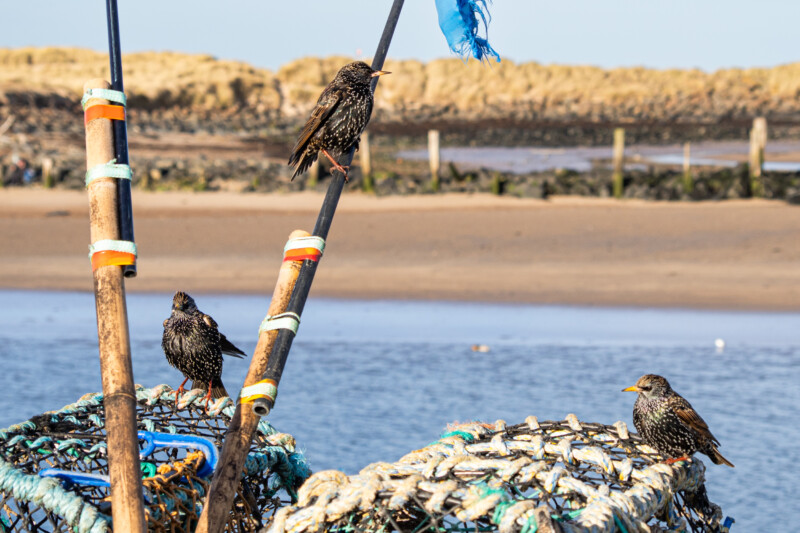 Three birds perch on fishing nets and poles by the water, with a sandy beach and grassy dunes in the background under a clear blue sky.