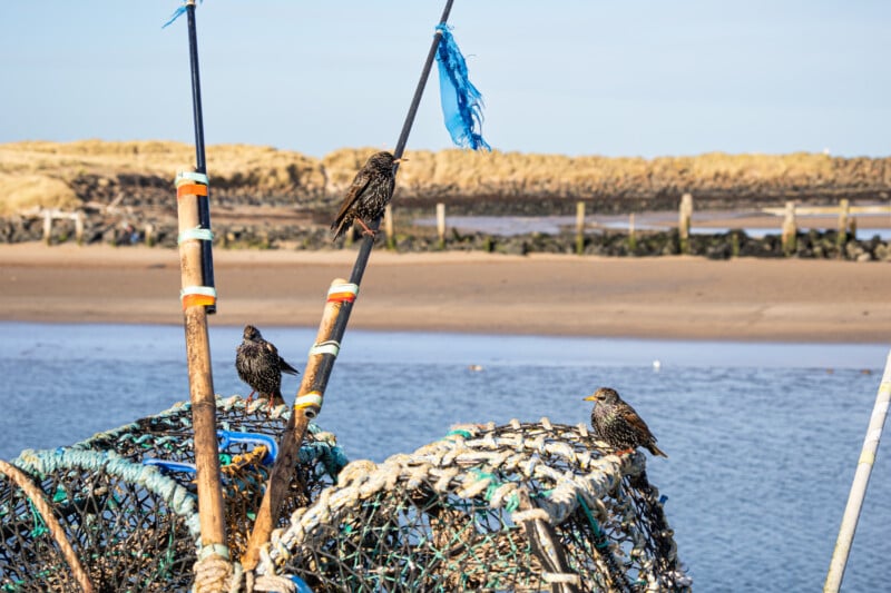 Three starlings perch on fishing nets and wooden poles by the water's edge, with sandy cliffs and a wooden fence visible in the background under a clear sky.