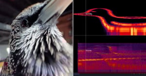 Close-up of a bird's head on the left, with two colorful spectrograms depicting bird sounds on the right. The top spectrogram outlines a bird shape using bright red and orange sound patterns.