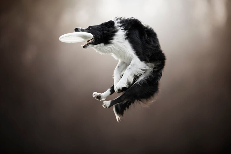 A black and white Border Collie leaps midair with its mouth open, catching a white frisbee against a blurred, neutral background.