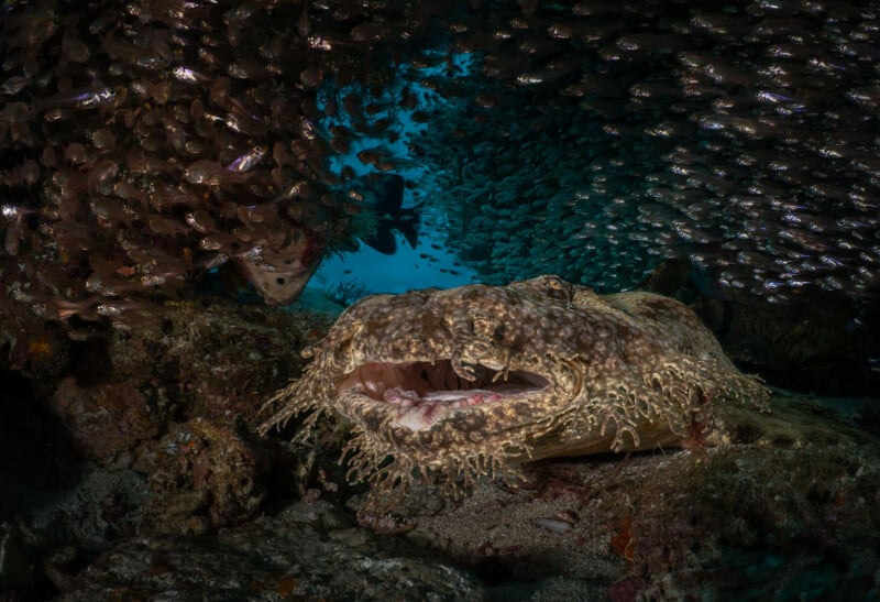 A camouflaged wobbegong shark lies on the ocean floor with its mouth open, surrounded by a dense swirling school of small fish in dark blue water.