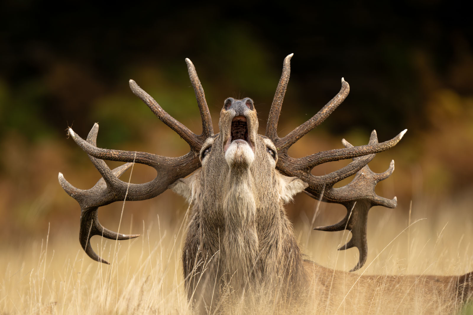 15 Breathtaking Photos From the 61st Wildlife Photographer of the Year ...