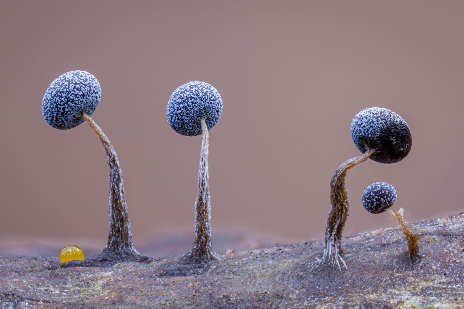 15 Breathtaking Photos From the 61st Wildlife Photographer of the Year ...