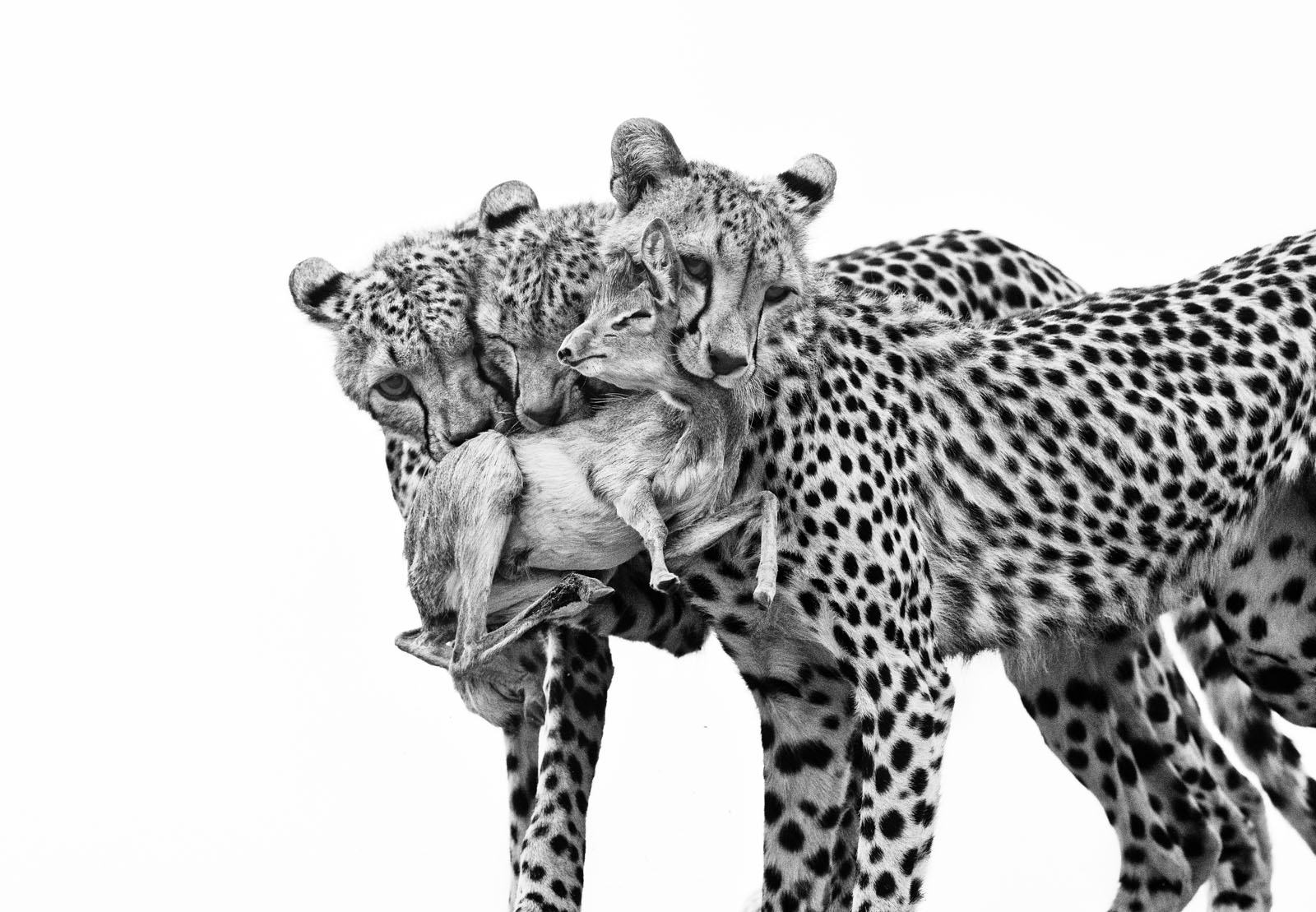 15 Breathtaking Photos From the 61st Wildlife Photographer of the Year ...
