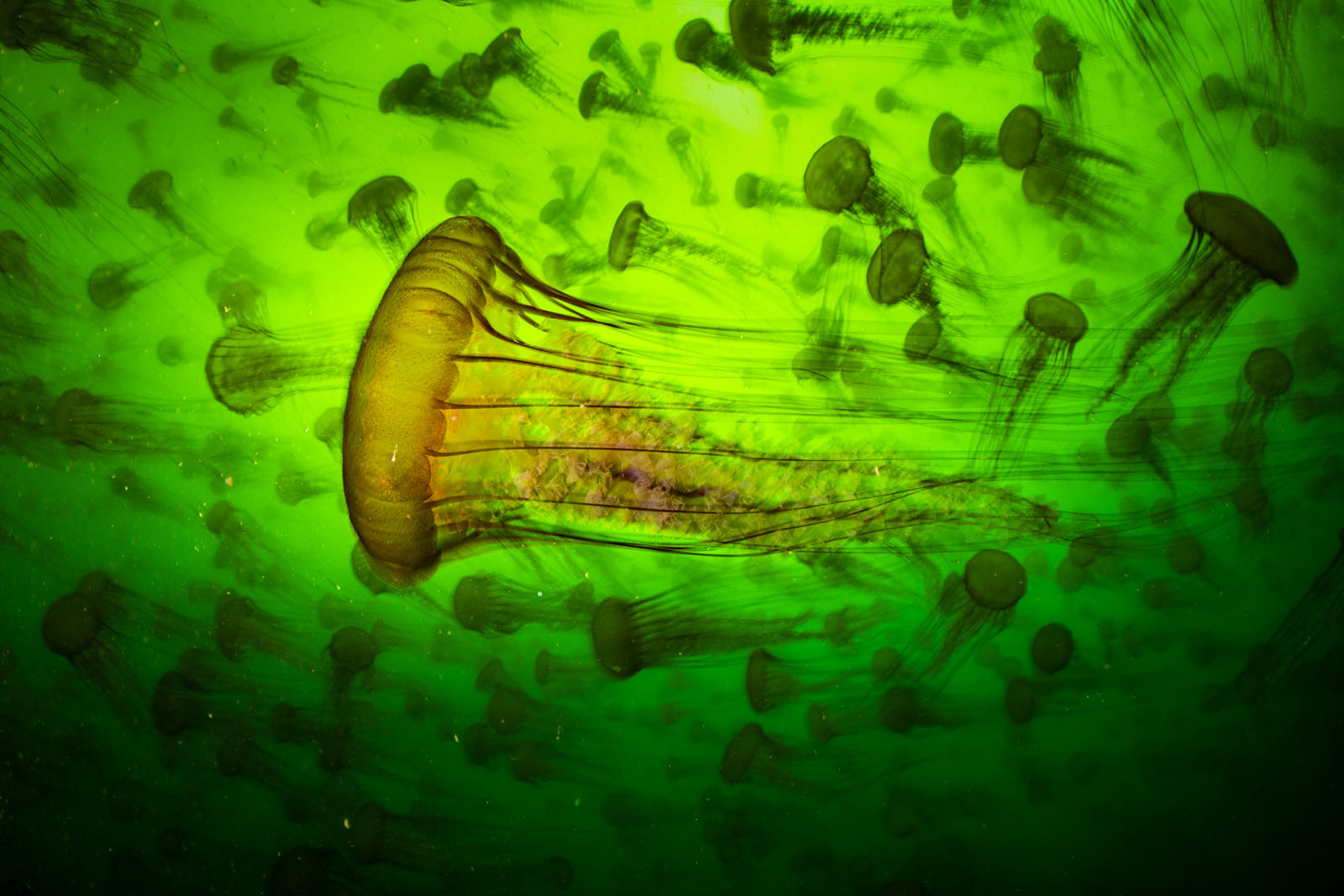 15 Breathtaking Photos From the 61st Wildlife Photographer of the Year ...