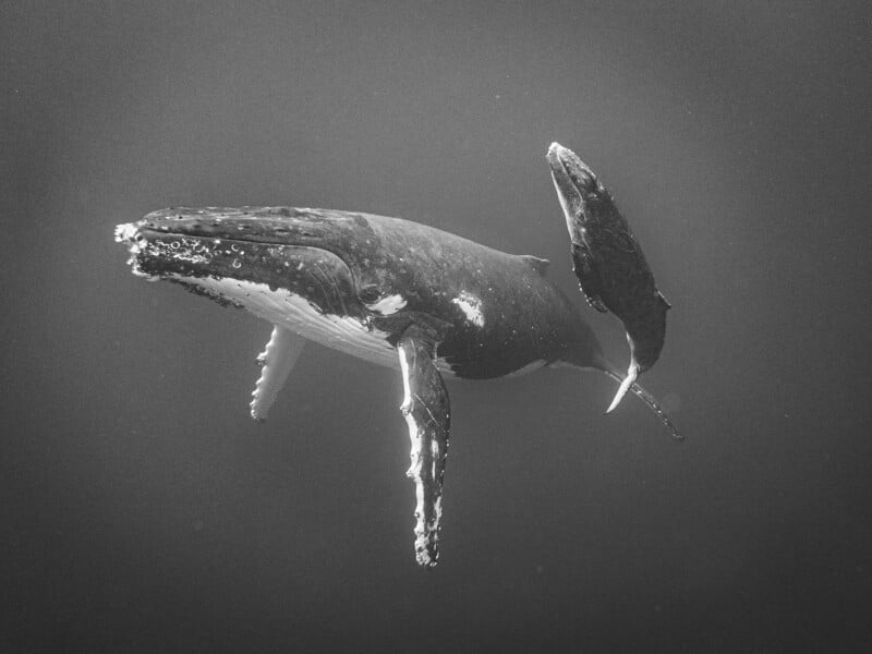 A black and white underwater photograph of a humpback whale swimming gracefully, with its pectoral fins extended and its tail below, surrounded by deep, dark water.