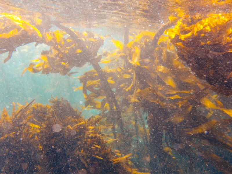 Underwater view of golden-brown kelp swaying in clear blue water, illuminated by sunlight streaming from above, creating a shimmering, peaceful scene.