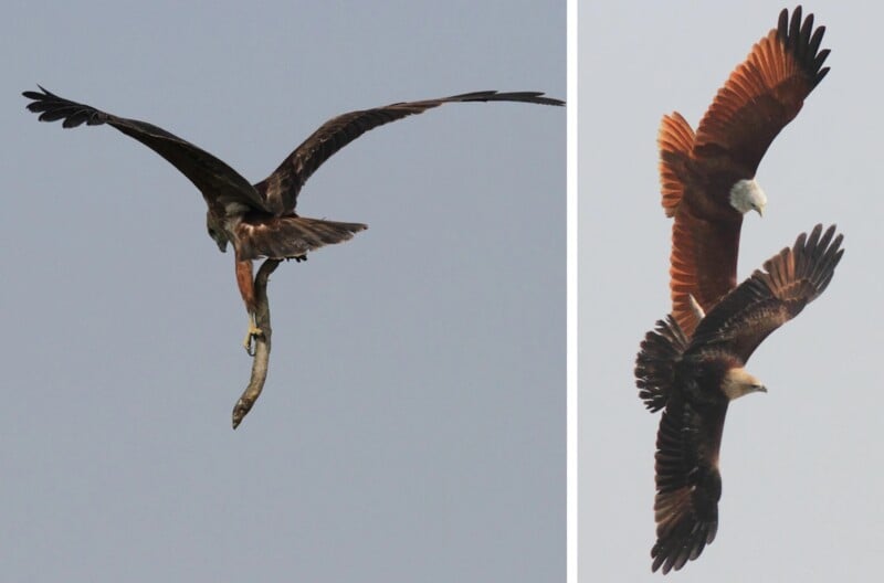 A split image: On the left, a brown eagle flies with a fish in its talons. On the right, two brown eagles with white heads and chests soar together against a pale sky.
