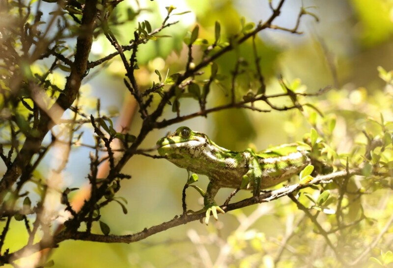 A green and brown chameleon blends in with the leafy branches of a tree, camouflaged among the leaves and sunlight.