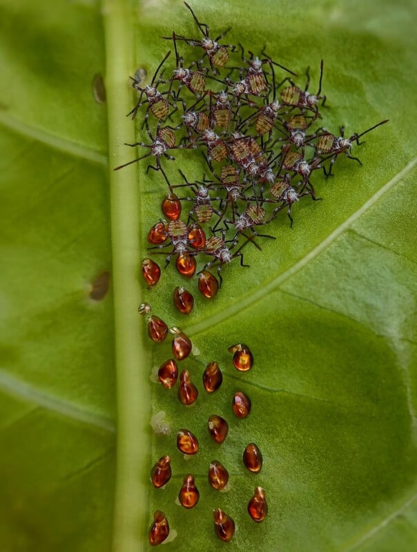 A cluster of newly hatched insects gathers near their shiny reddish-brown eggs on a green leaf. The insects are small with striped bodies and legs, while the empty eggs form a scattered trail below them.