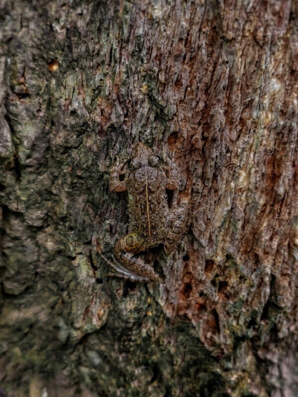 A camouflaged toad blends into the rough, textured bark of a tree, making it difficult to distinguish the toad from its surroundings.