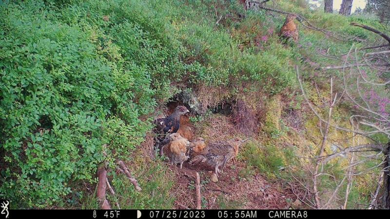 A group of grouse, including an adult and chicks, stand on a grassy, wooded hillside surrounded by dense green foliage. The image is timestamped July 25, 2023, at 5:55 AM with a temperature of 45°F.