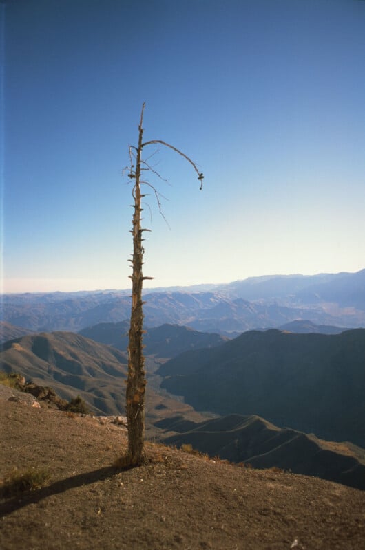 A single bare tree stands on a rocky hilltop with distant mountain ranges and a clear blue sky in the background.