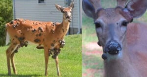 A deer with multiple large, dark growths covering its body stands on grass; next to it, a close-up of a deer's face showing similar growths near its mouth and neck.