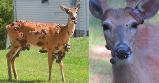 A deer with multiple large, dark growths covering its body stands on grass; next to it, a close-up of a deer's face showing similar growths near its mouth and neck.