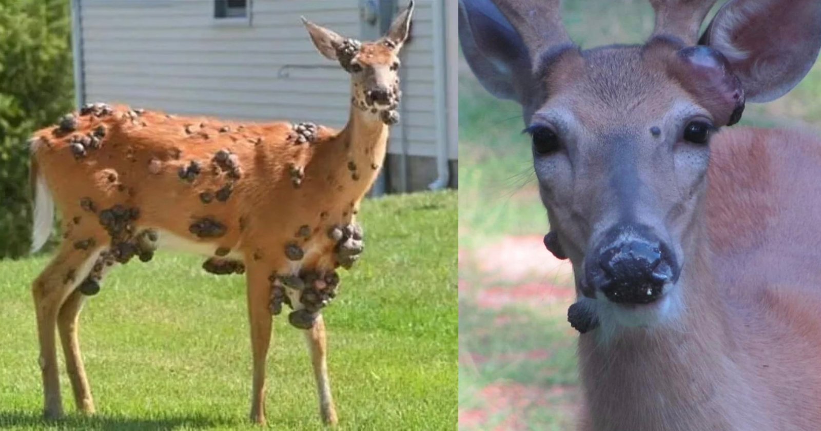 Chilling Photos Show ‘Mutant’ Deers with Flesh Bubbles Growing Out Their Faces