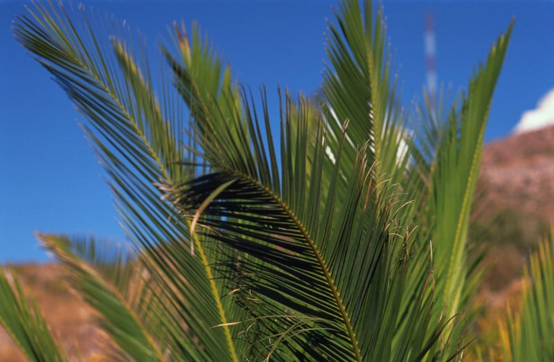 Close-up of green palm fronds against a clear blue sky, with blurred hills and a tall antenna visible in the background.