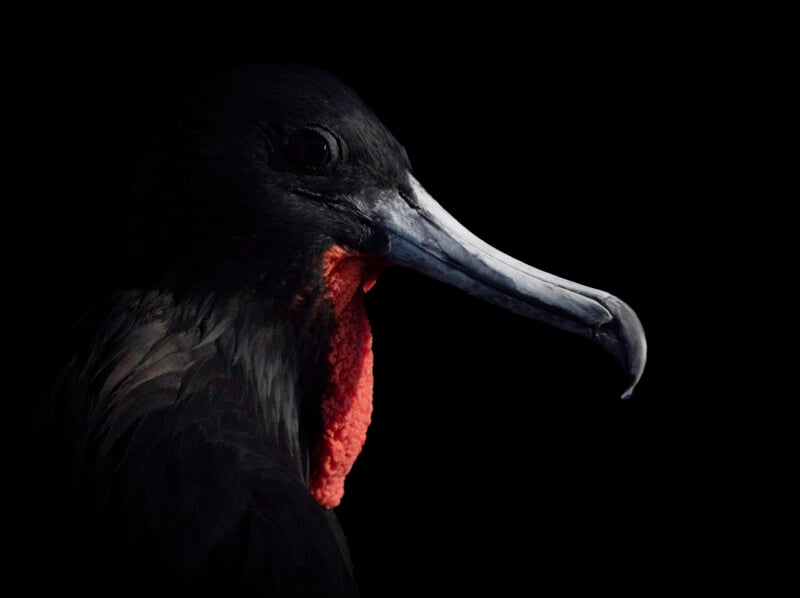 A close-up side view of a male frigatebird with a long, hooked beak and a red throat pouch, shown against a black background.