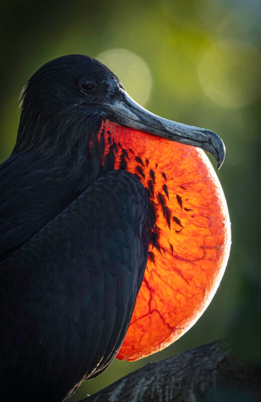A male frigatebird with glossy black feathers inflates its bright red throat pouch, called a gular sac, against a soft green background in sunlight.