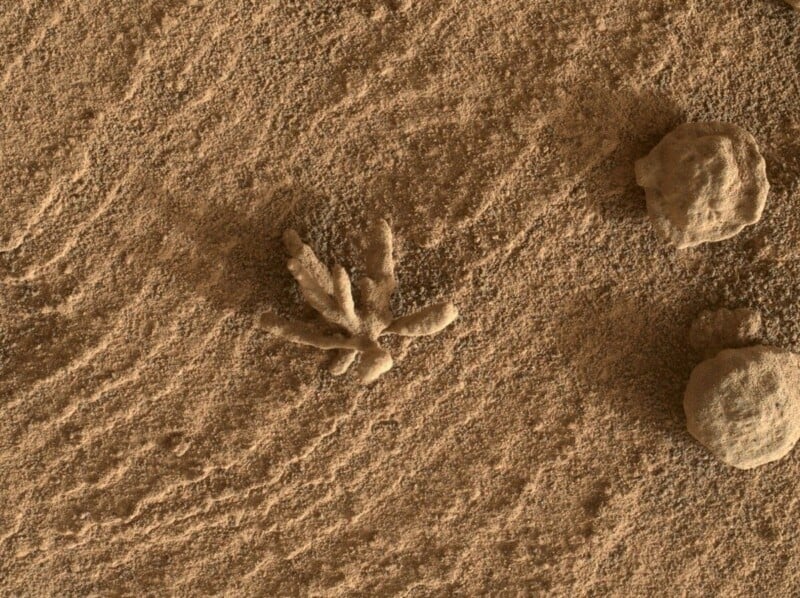 A close-up view of the Martian surface showing textured reddish-brown soil with a branching, stick-like rock formation in the center and two round, rough rocks on the right side.