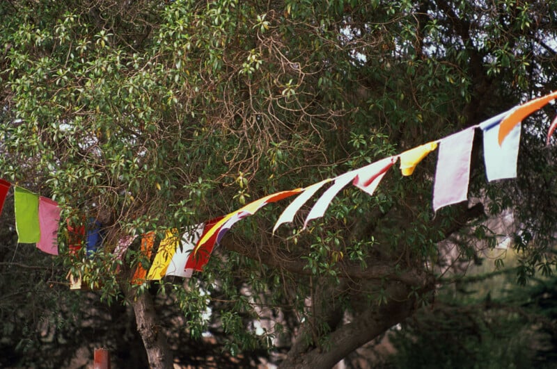 Colorful fabric flags hanging on a string are draped across leafy green tree branches outdoors, creating a festive and vibrant scene against the natural background.