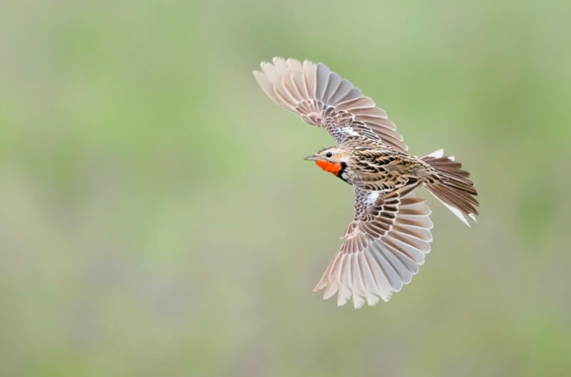A bird with brown and white patterned wings and a bright orange patch on its throat flies against a blurred green background, wings fully extended.