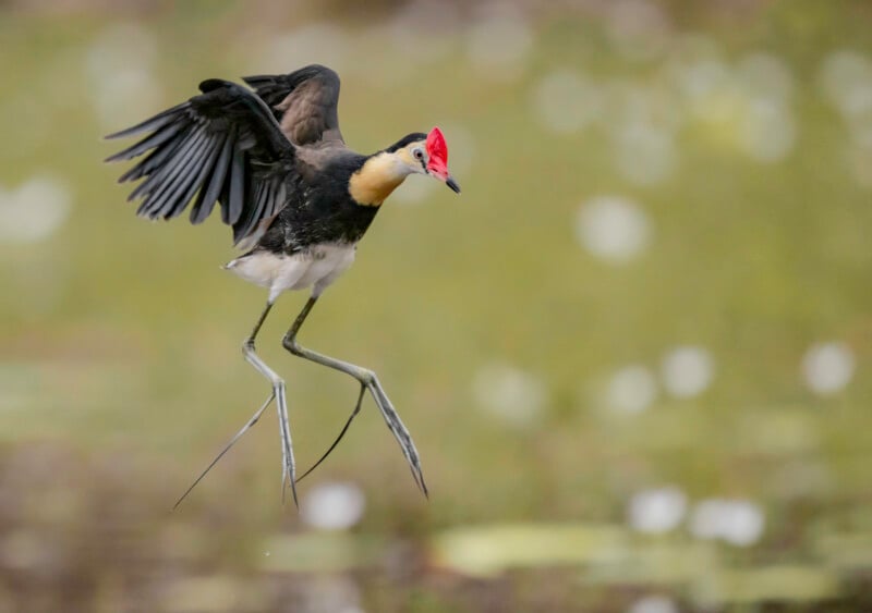 A Pheasant-tailed Jacana with a red facial shield is mid-air above water, wings spread and long legs extended, against a soft-focus green and white background.