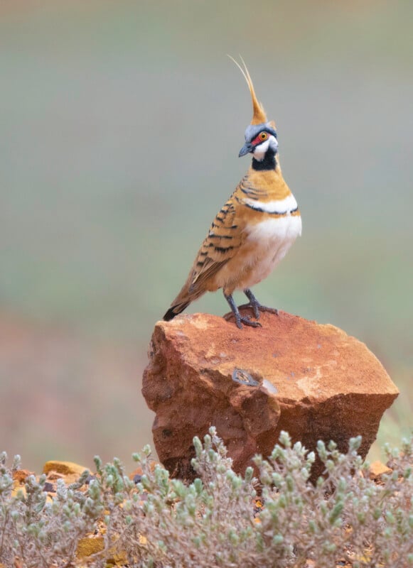 A crested bird with striped feathers and a long feather plume stands on a reddish-brown rock, surrounded by low green vegetation and a blurred natural background.