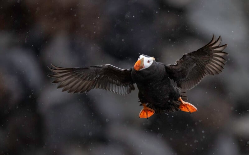 A puffin with black wings, an orange beak, and orange feet is flying with wings spread wide against a dark blurred background with visible raindrops.