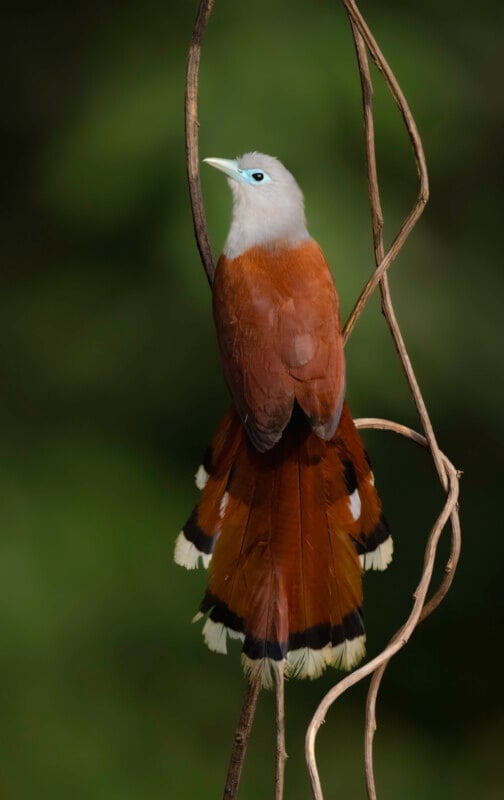 A bird with rusty brown wings, a pale gray head, a turquoise beak, and a fan-shaped tail with white and black tips perched on twisted brown vines against a blurred green background.