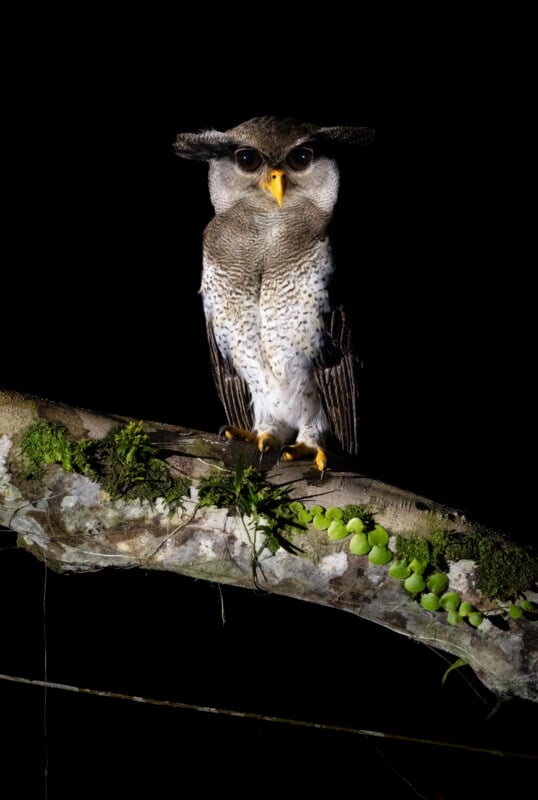 A spotted owl with prominent yellow eyes and beak perches on a mossy branch at night, illuminated against a black background. Green round growths line part of the branch.