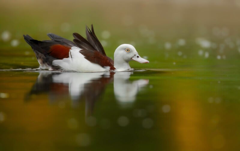A white-faced duck with striking black, white, and brown plumage swims on calm water, its reflection visible below. The background is blurred with green and yellow tones.
