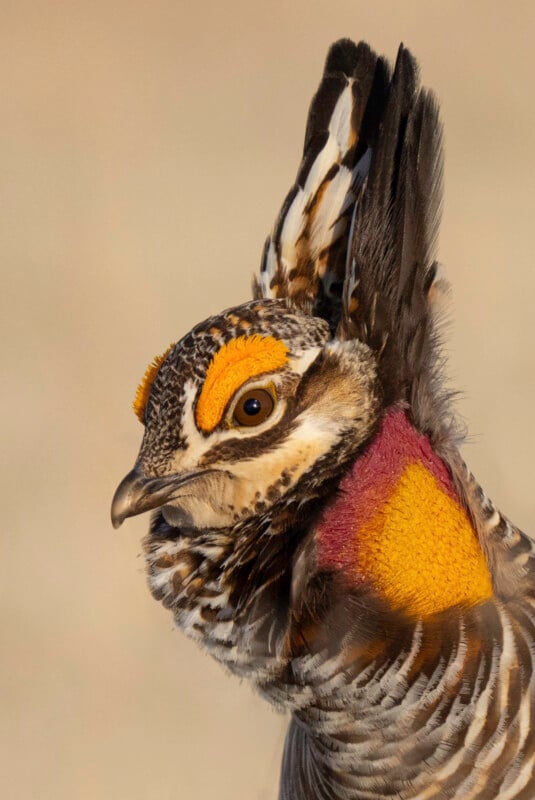 Close-up of a male prairie chicken with bright yellow-orange air sacs and eyebrows, patterned brown and white feathers, and raised pinnae feathers against a blurred beige background.