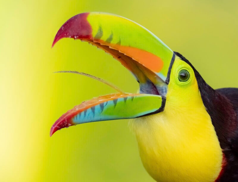 Close-up of a colorful toucan with a vibrant green, yellow, orange, red, and blue beak, its mouth open against a soft yellow-green blurred background.