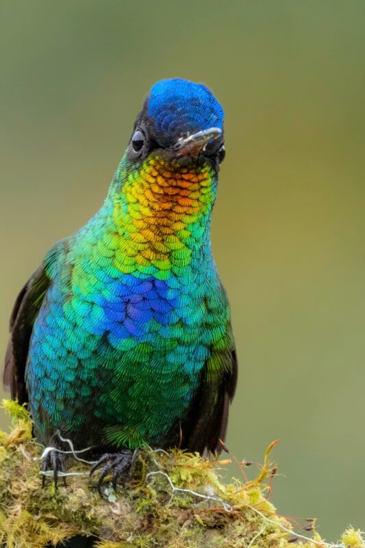 A vibrant hummingbird with iridescent blue, green, and orange feathers perches on a mossy branch against a soft, blurred yellow-green background.