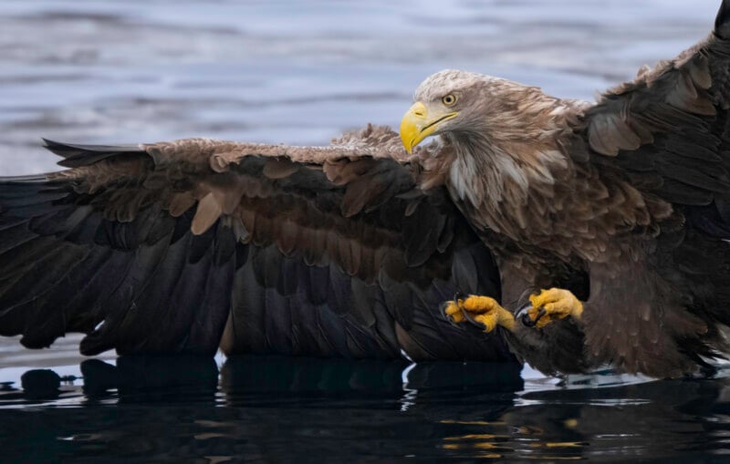 A large eagle with brown feathers and a yellow beak skims the water's surface with its wings spread wide and talons extended, appearing to hunt or catch prey.