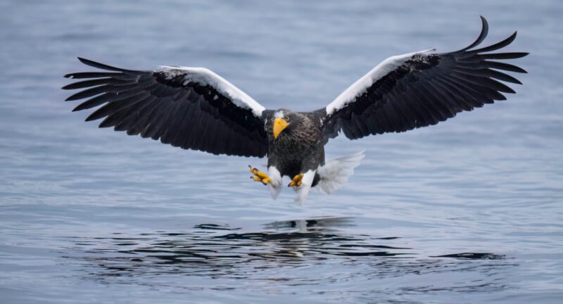 A large Steller’s sea eagle swoops low over calm water with wings spread wide, talons extended, and its yellow beak open, preparing to catch prey.