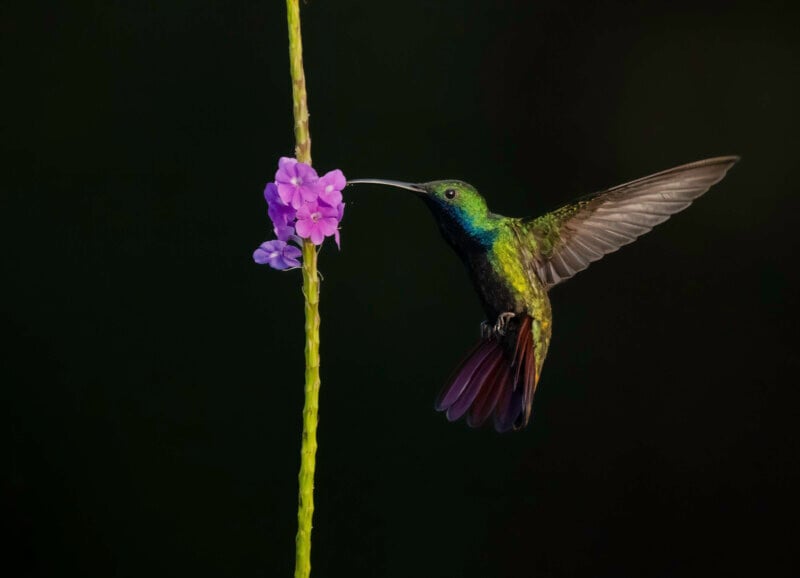 A green hummingbird hovers in mid-air, feeding from a bright purple flower on a thin stem against a dark, blurred background. Its wings are spread, and its beak is touching the flower.
