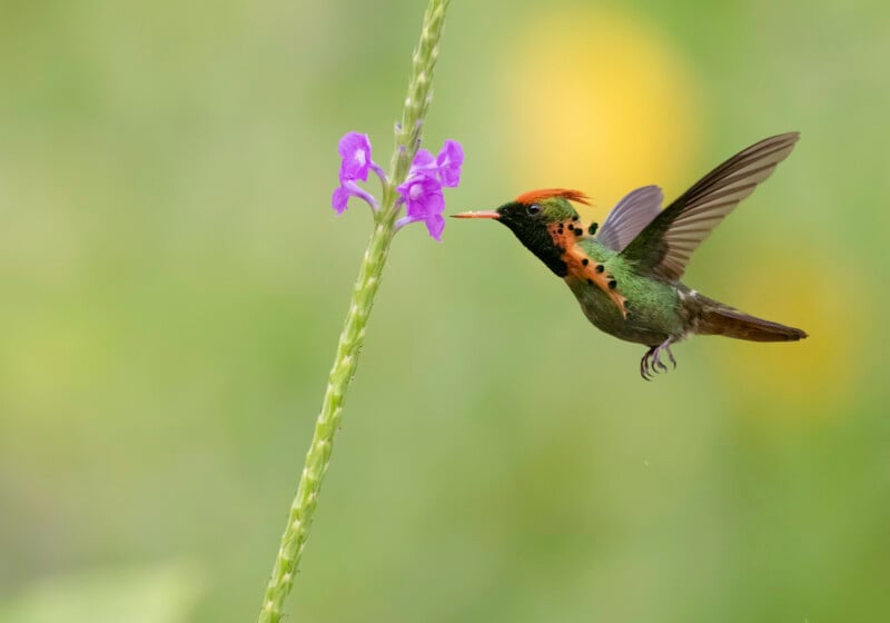A hummingbird with an orange crest and green body hovers in mid-air, feeding from a small purple flower on a long, slender stalk, against a blurred green background.