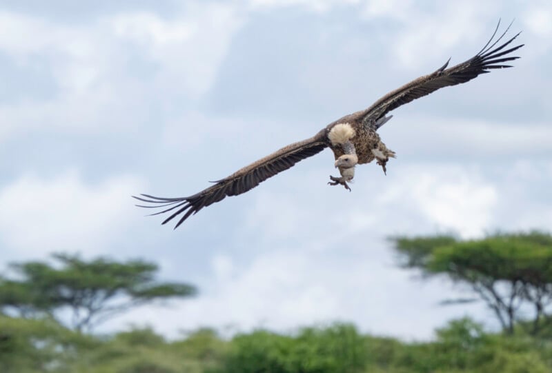 A large vulture soars in the sky with wings spread wide, flying above green trees and bushes against a cloudy blue sky.